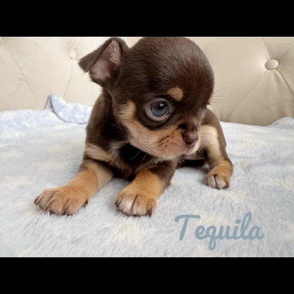 Chihuahua - Both