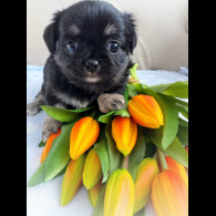 Chihuahua - Both