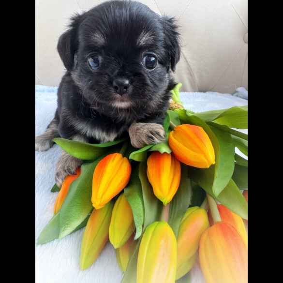 Chihuahua - Both