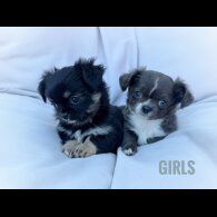 Chihuahua - Both