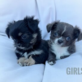 Chihuahua - Both