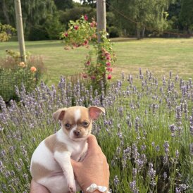 Chihuahua - Both