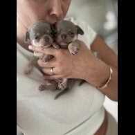 Chihuahua - Both