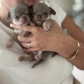 Chihuahua - Both