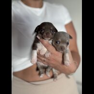 Chihuahua - Both