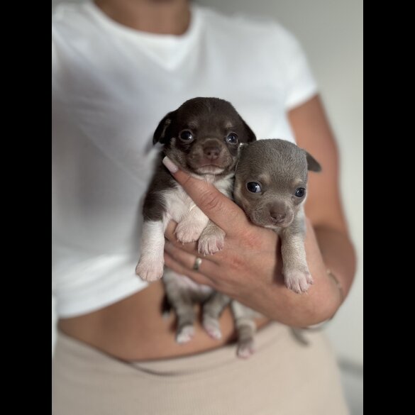 Chihuahua - Both
