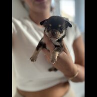 Chihuahua - Both