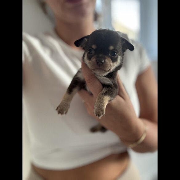 Chihuahua - Both
