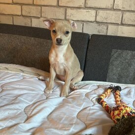 Chihuahua - Bitches