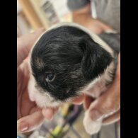 Chinese Crested - Both