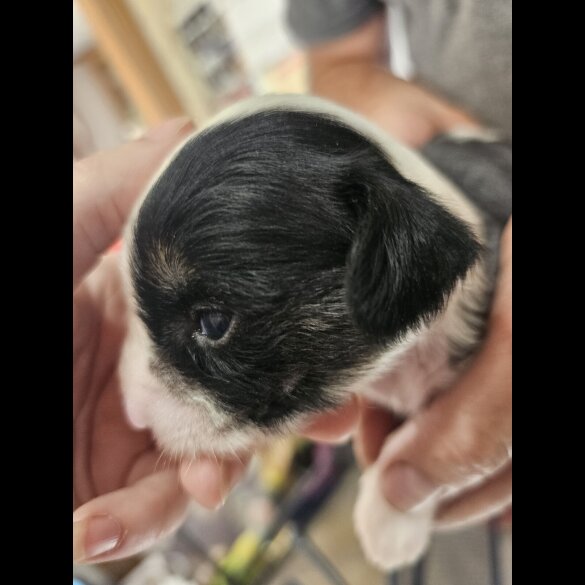 Chinese Crested - Both