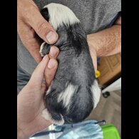 Chinese Crested - Both