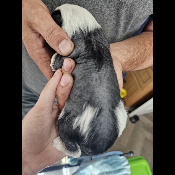 Chinese Crested - Both
