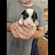 Chinese Crested - Both