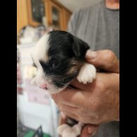 Chinese Crested - Both