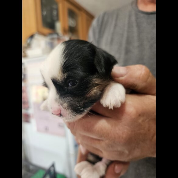 Chinese Crested - Both