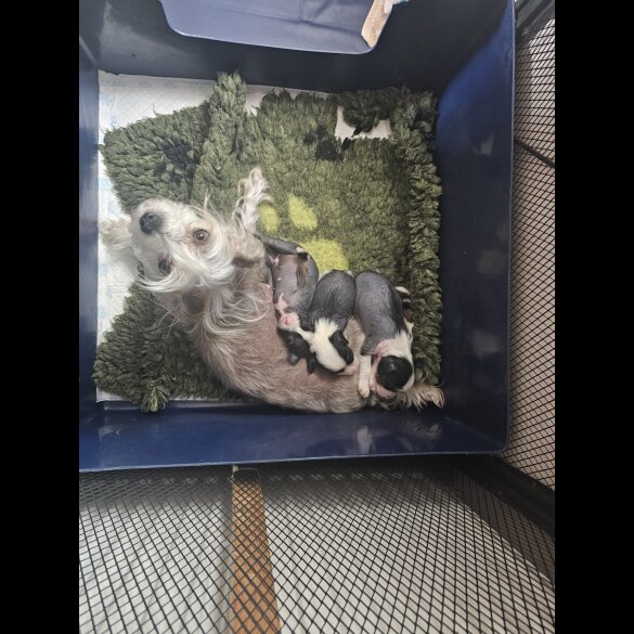 Chinese Crested - Both