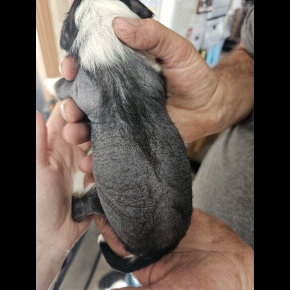 Chinese Crested - Both