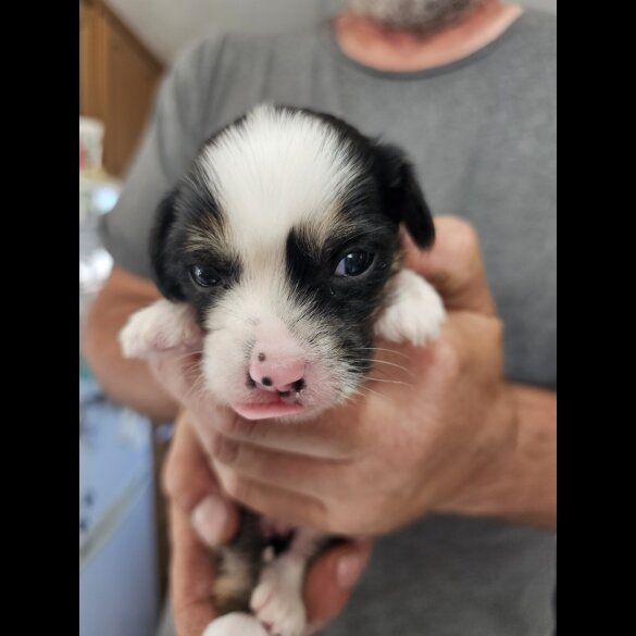 Chinese Crested - Both