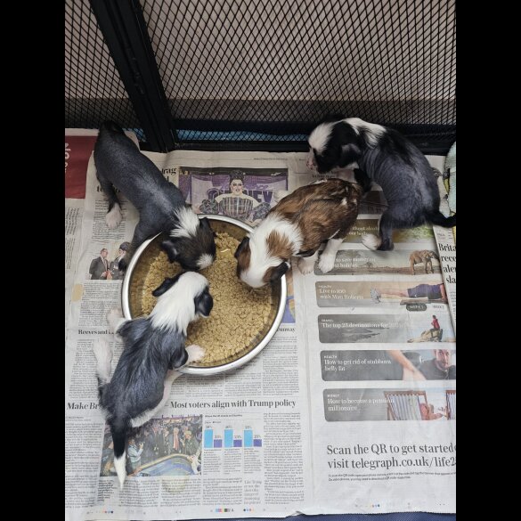 Chinese Crested - Both