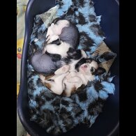 Chinese Crested - Both