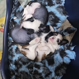 Chinese Crested - Both