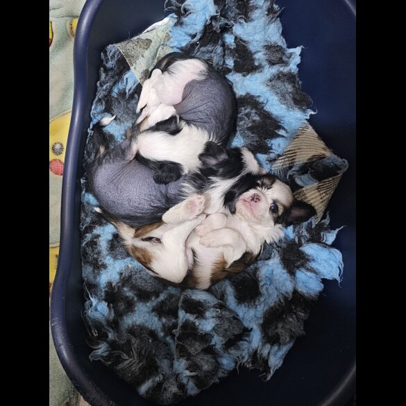 Chinese Crested - Both