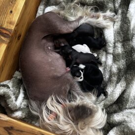 Chinese Crested - Both