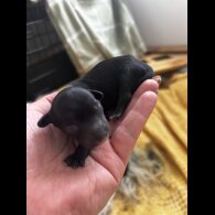 Chinese Crested - Both