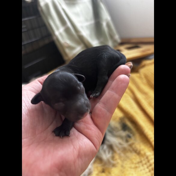 Chinese Crested - Both