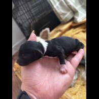 Chinese Crested - Both