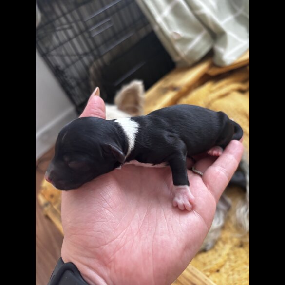 Chinese Crested - Both