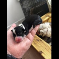 Chinese Crested - Both