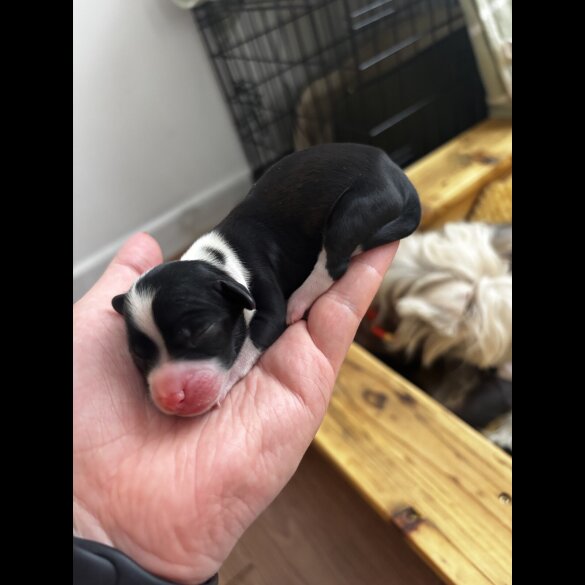 Chinese Crested - Both