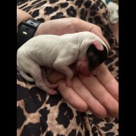 Chinese Crested - Both