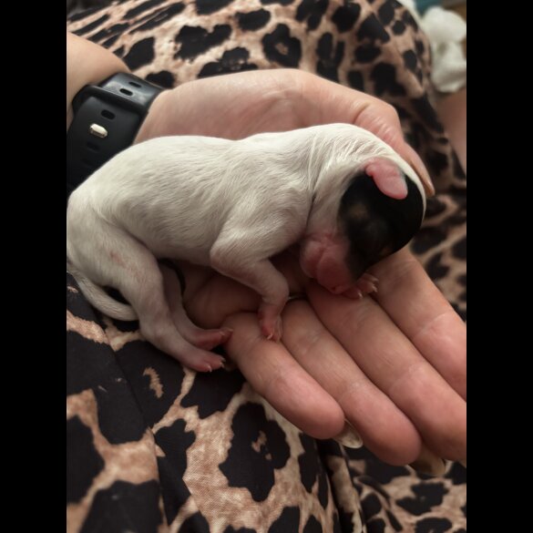 Chinese Crested - Both
