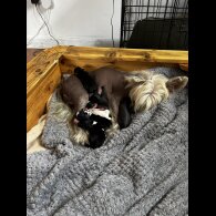 Chinese Crested - Both