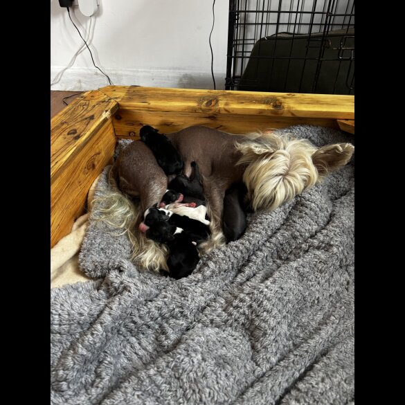 Chinese Crested - Both