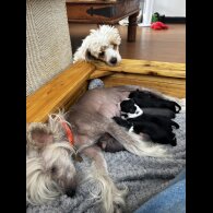 Chinese Crested - Both