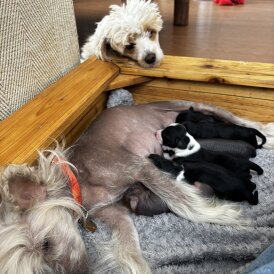 Chinese Crested - Both