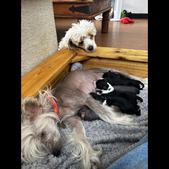 Chinese Crested - Both