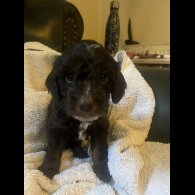 Cockapoo - Both
