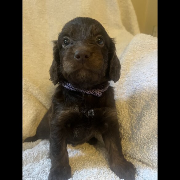 Cockapoo - Both