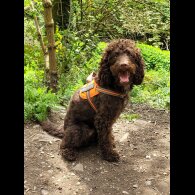Cockapoo