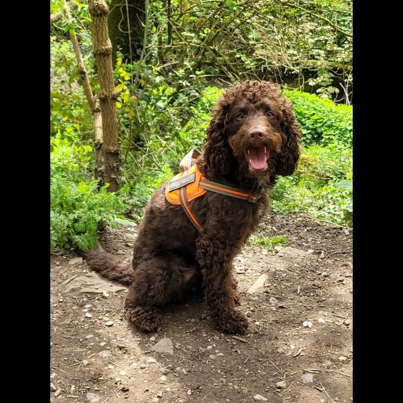 Cockapoo