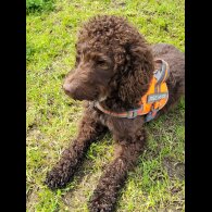 Cockapoo