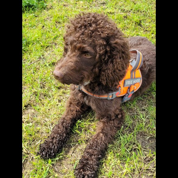 Cockapoo