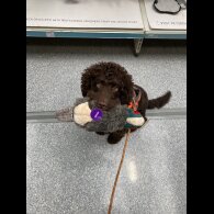 Cockapoo