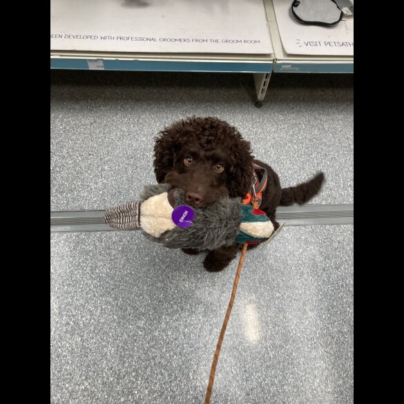 Cockapoo