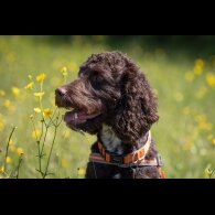 Cockapoo